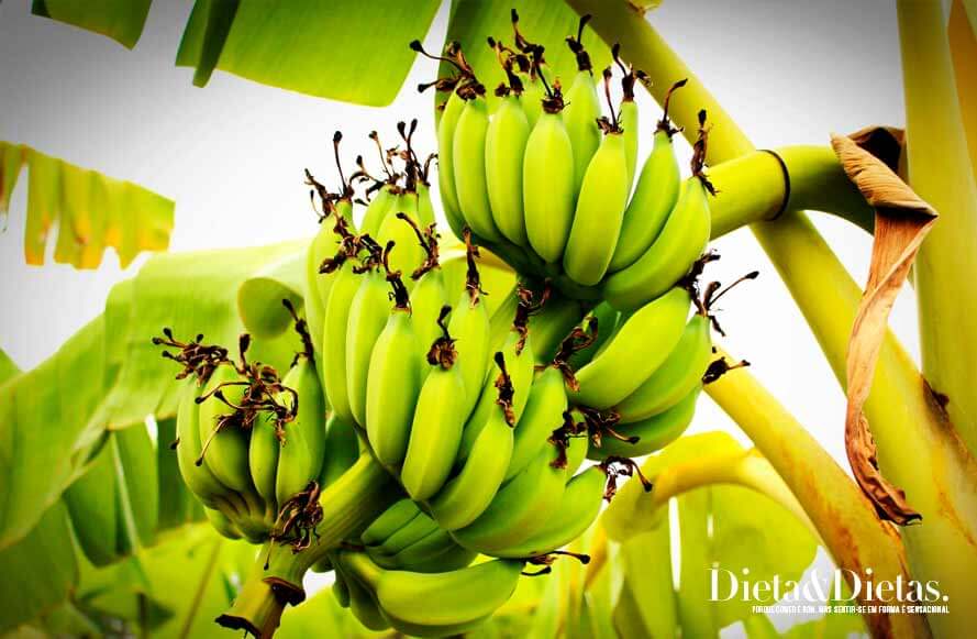 Benefícios da biomassa da banana verde