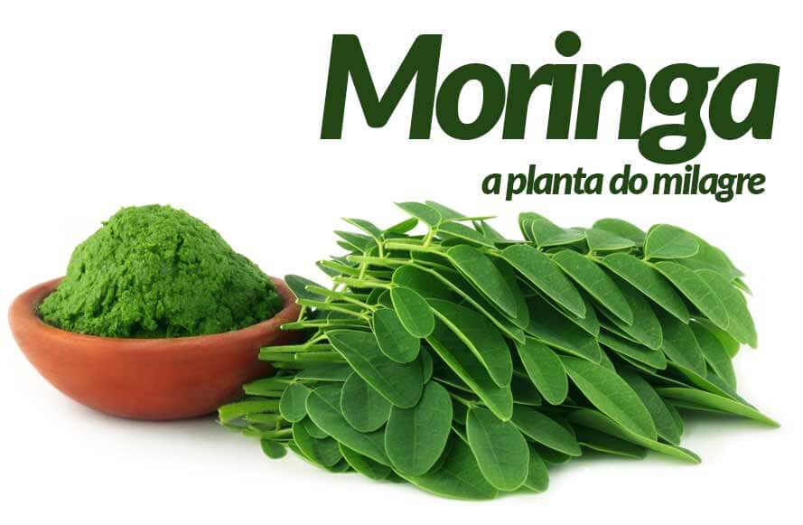 Moringa: Saiba quais são os Benefícios, Indicações e como Consumir!