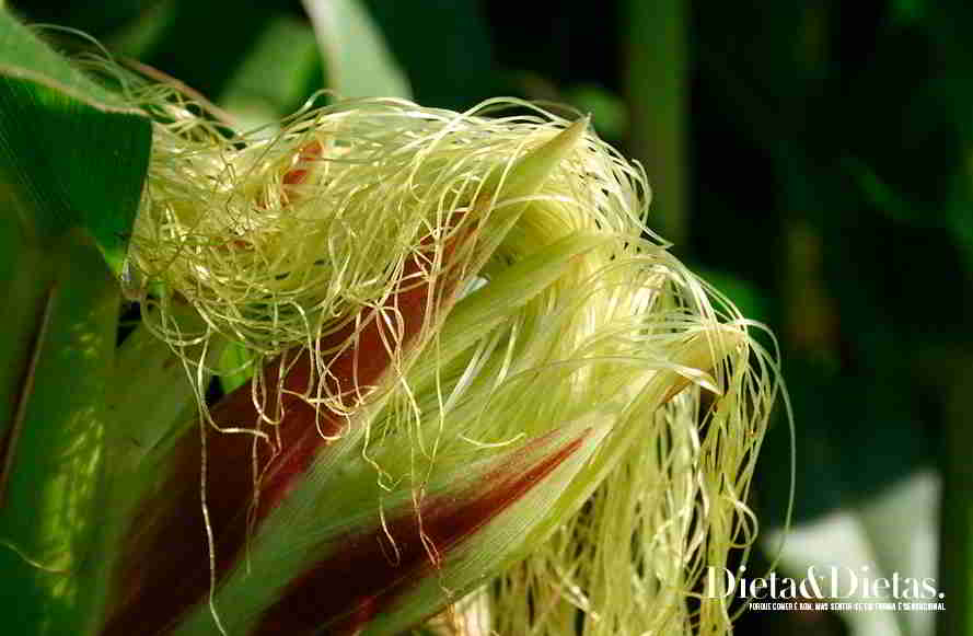 Cabelo de milho - ervas que podem emagrecer